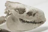 Articulated, Fossil Oreodont (Miniochoerus) Skeleton - Wyoming #197374-8